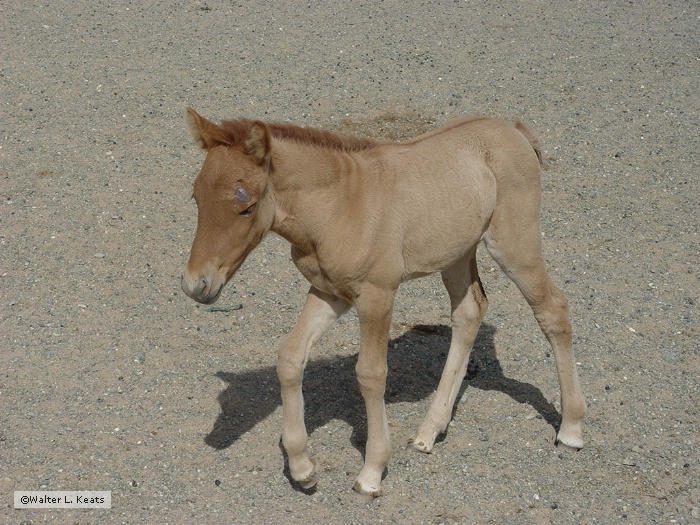 Colt, At the Well, Gobi Desert, Mongolia